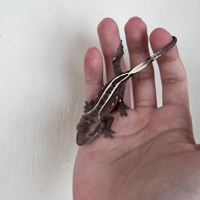 아잔틱 풀핀 화이트핀