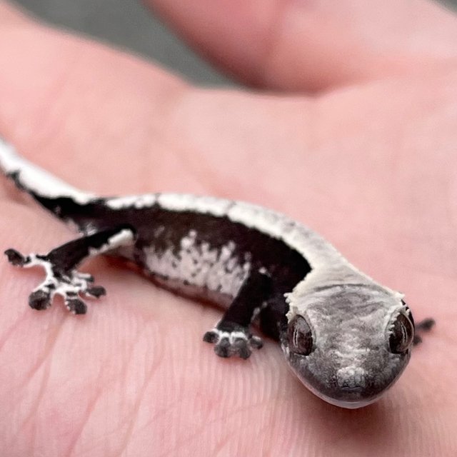 Axanthic White Spot