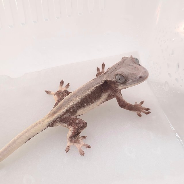 Lilly White Chocho Solid Back