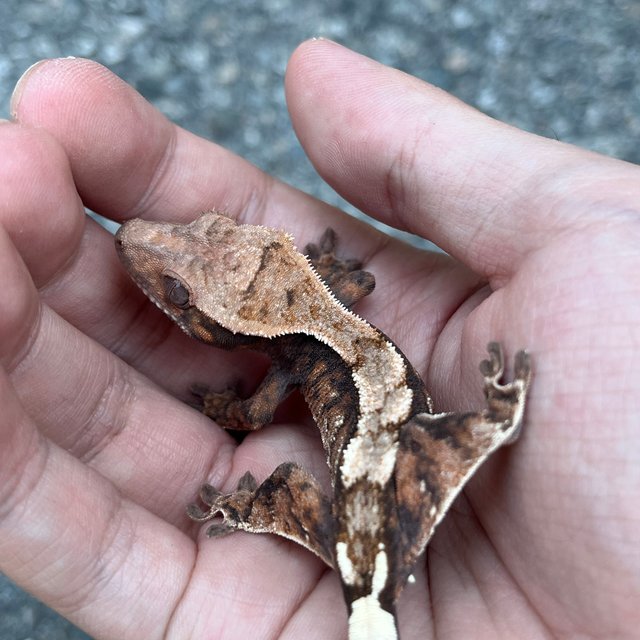 100% Het Axanthic Sable