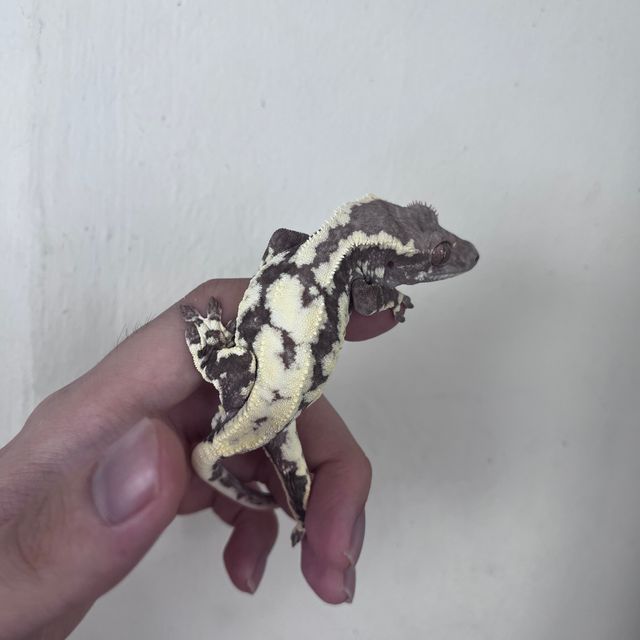 프라푸치노