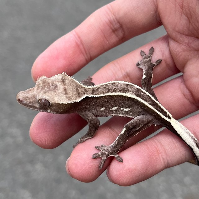 Full Pinstripe Axanthic