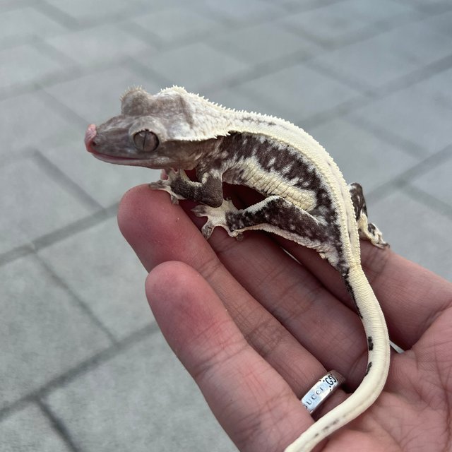 Solid Back Lilly Axanthic