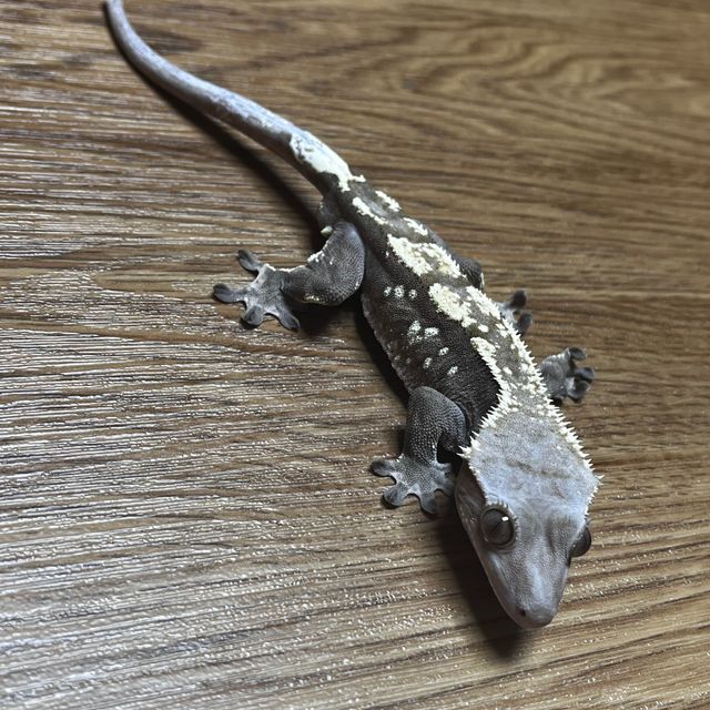 세이블