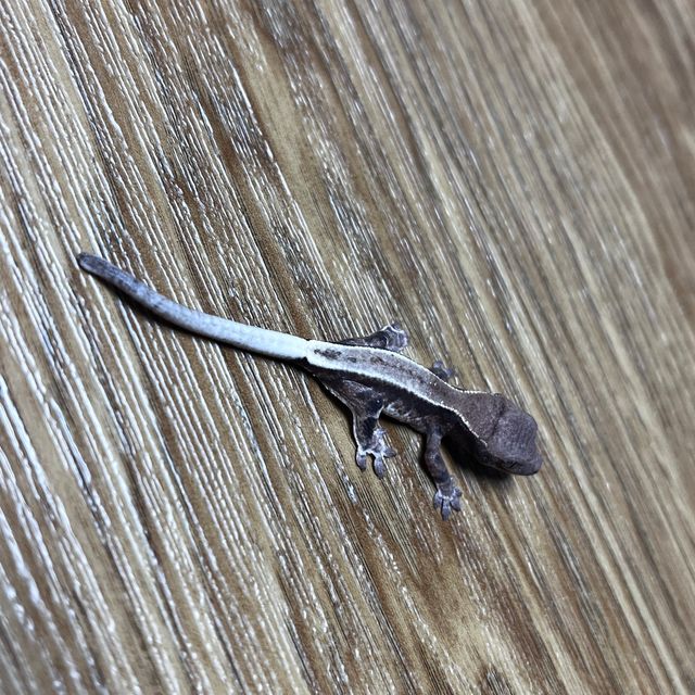 프라푸치노 화이트핀