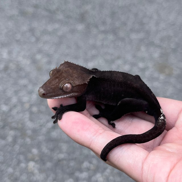 Black Axanthic