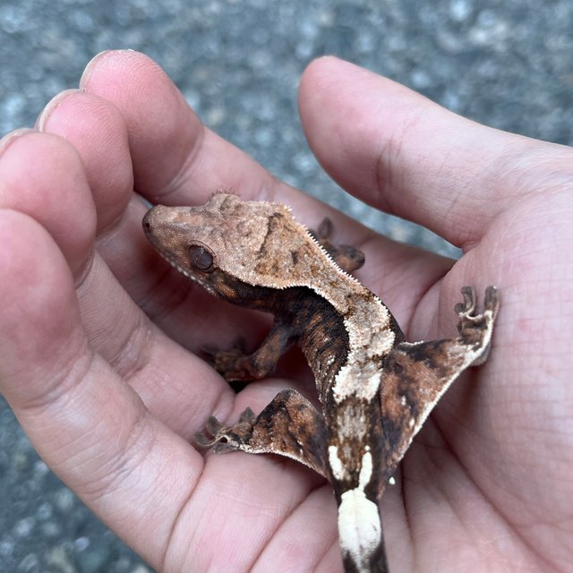 100% Het Axanthic Sable