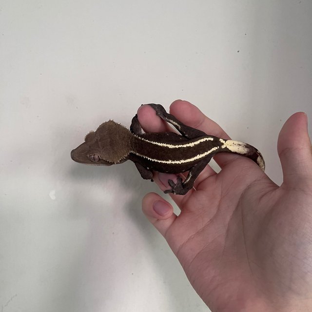 Full Pinstripe Axanthic