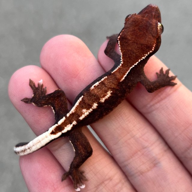 Cappuccino Pied