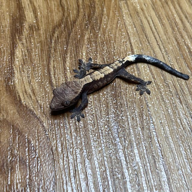 세이블 다크
