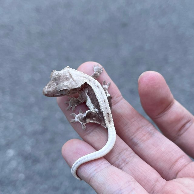 Axanthic Frappuccino