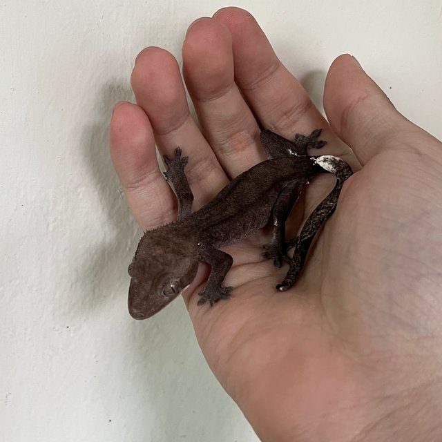 Axanthic