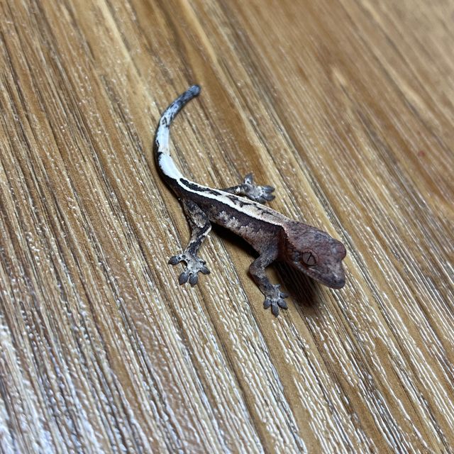 세이블