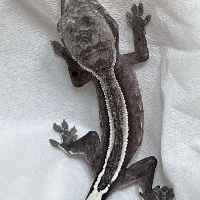 아잔틱 슈퍼스트라이프