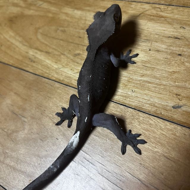 아잔틱