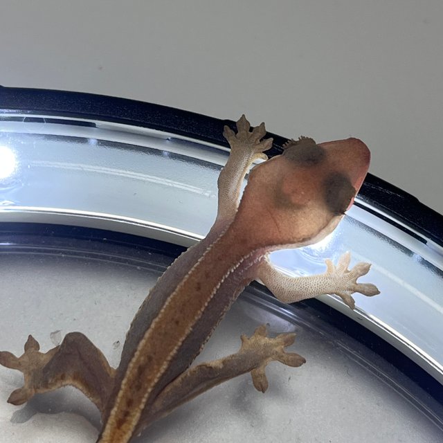 하이포 릴리화이트