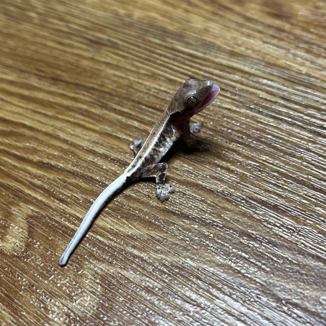 프라푸치노 트라이