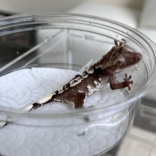 White Spot Axanthic