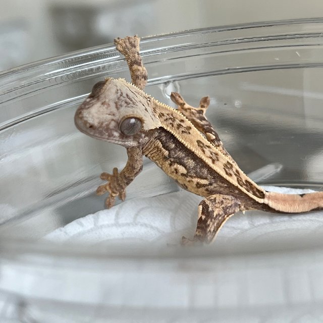 White Spot 100% Het Axanthic