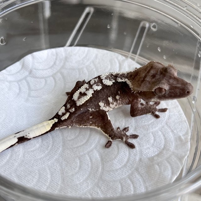 White Spot Axanthic