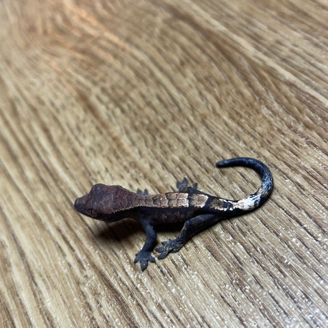 다크 세이블