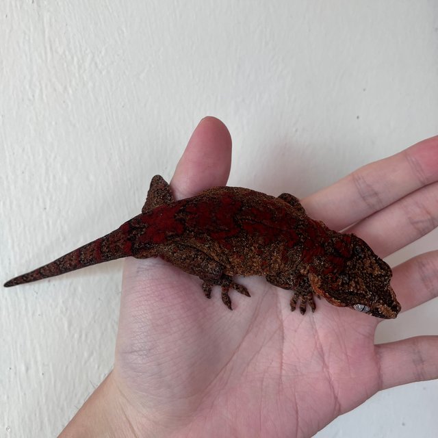 Red Skeleton Blotched