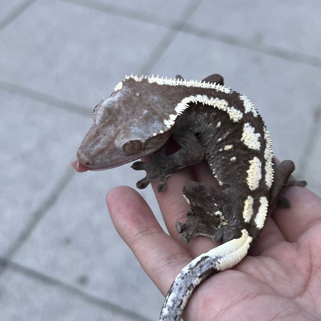 Axanthic Sable