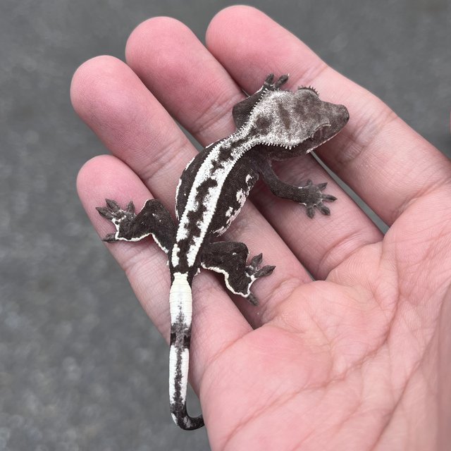 White Spot Axanthic Quad
