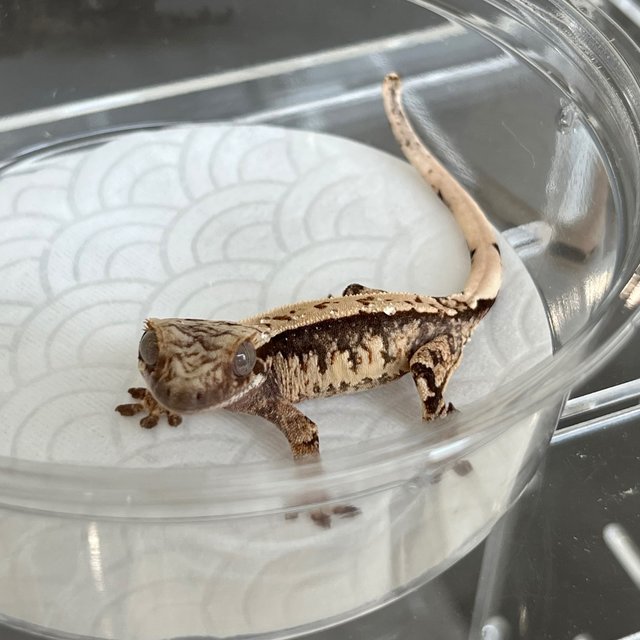 White White Spot 100% Het Axanthic