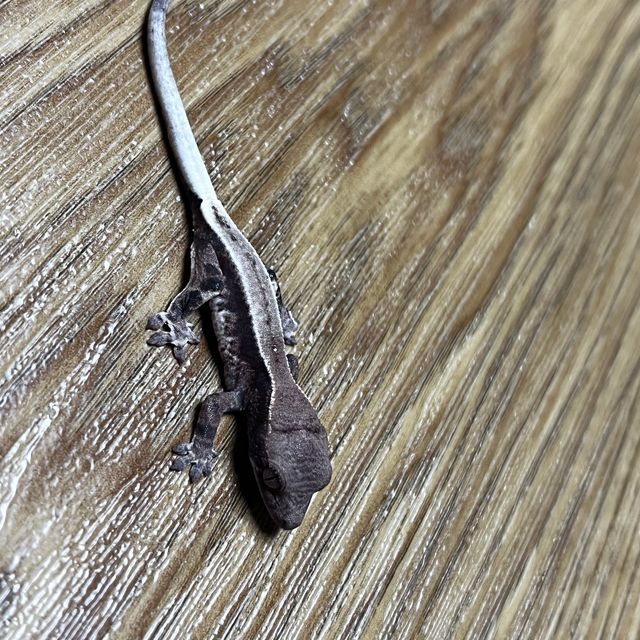 프라푸치노 화이트핀
