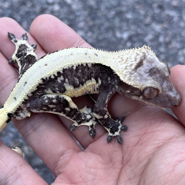 Lilly Axanthic
