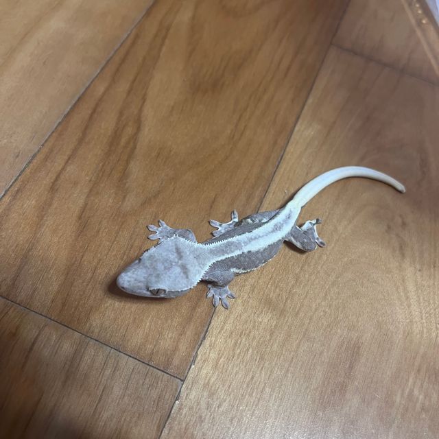 릴잔틱