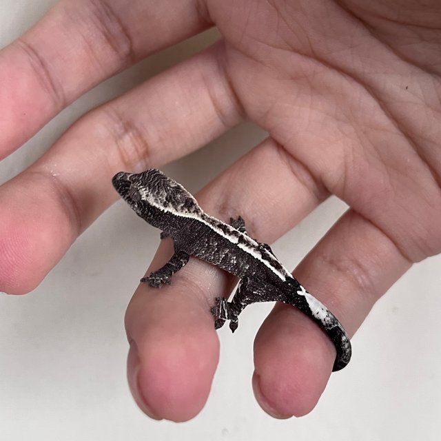 카푸치노 아잔틱 화이트스팟