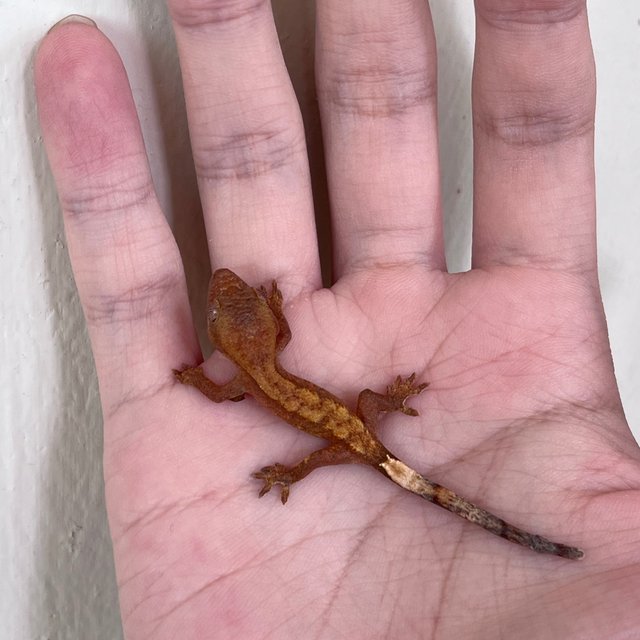 Hypo