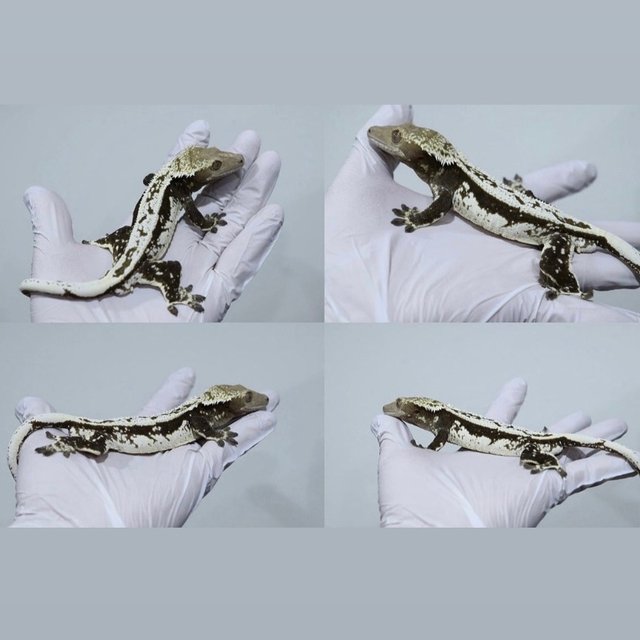 Quad Axanthic