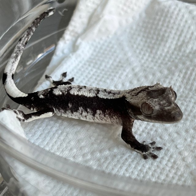Axanthic White Spot