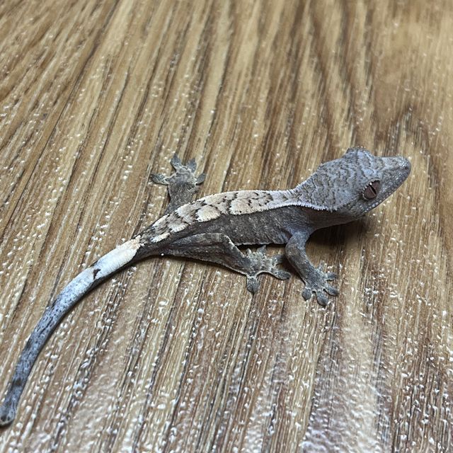 세이블 트라이