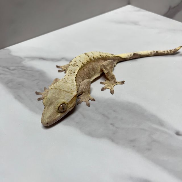 옐로우 크림