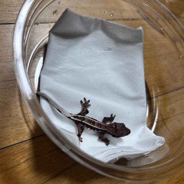프라푸치노 다크