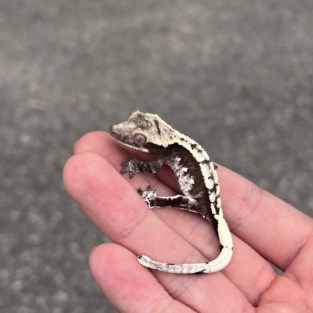 White Spot Axanthic