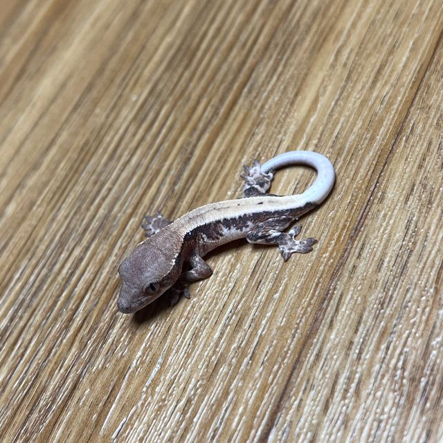 판다 릴리 세이블