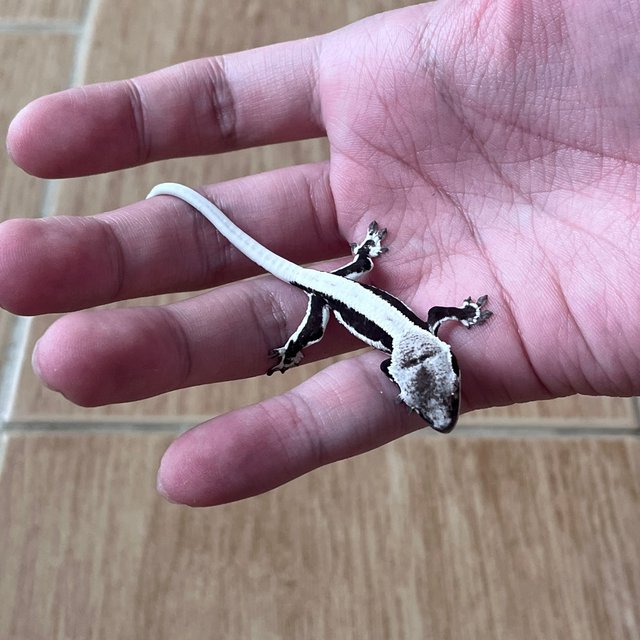 릴잔틱 솔리드백 블랙