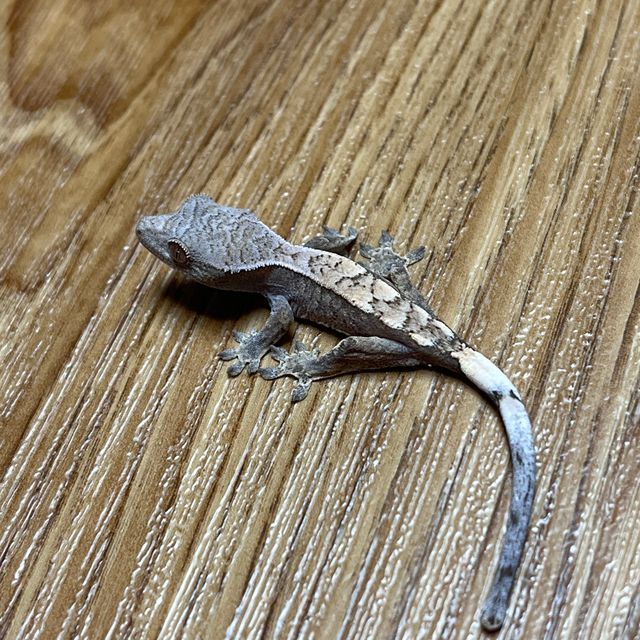 세이블 트라이