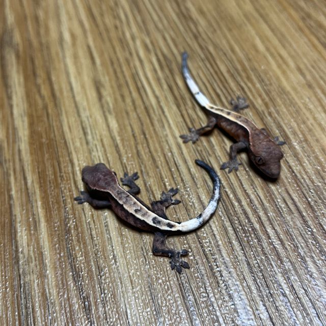 세이블 카푸치노
