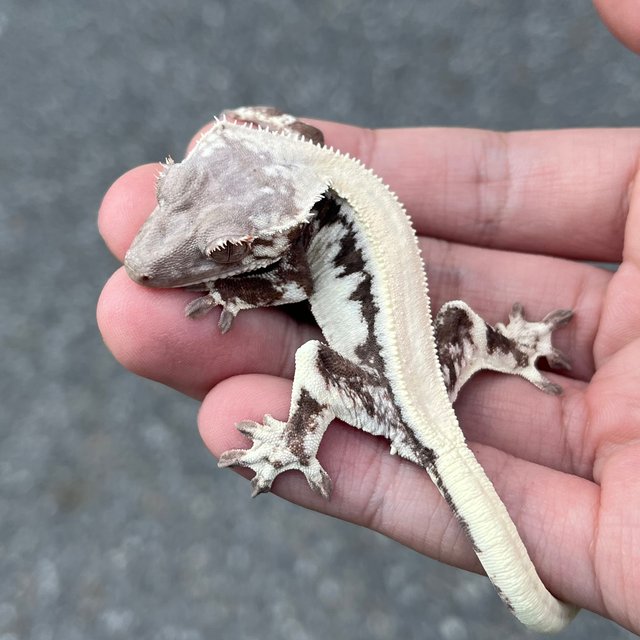 LW Sable 100% Het Axanthic