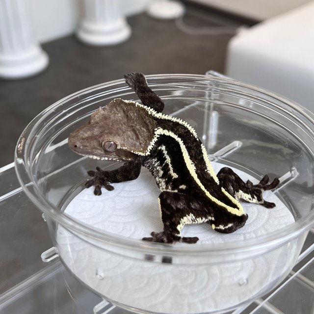 White Spot Quad Axanthic Cappuccino