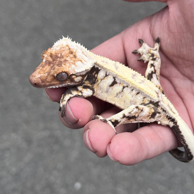 Drippy Sable White Spot