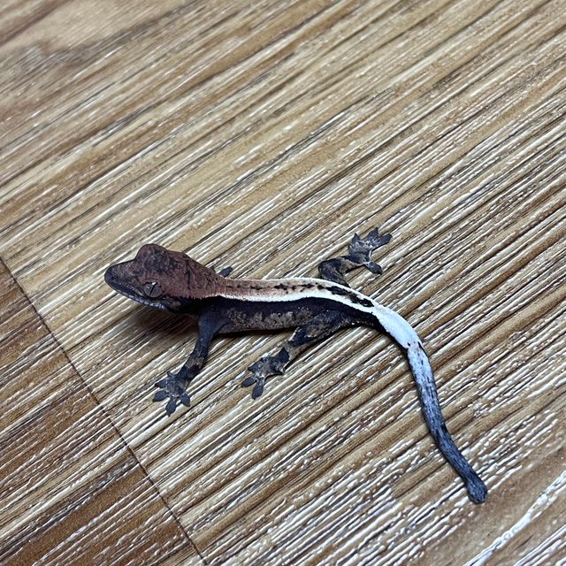 세이블 풀핀