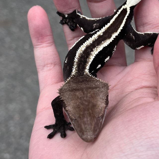 Super Stripe Full Pinstripe Axanthic