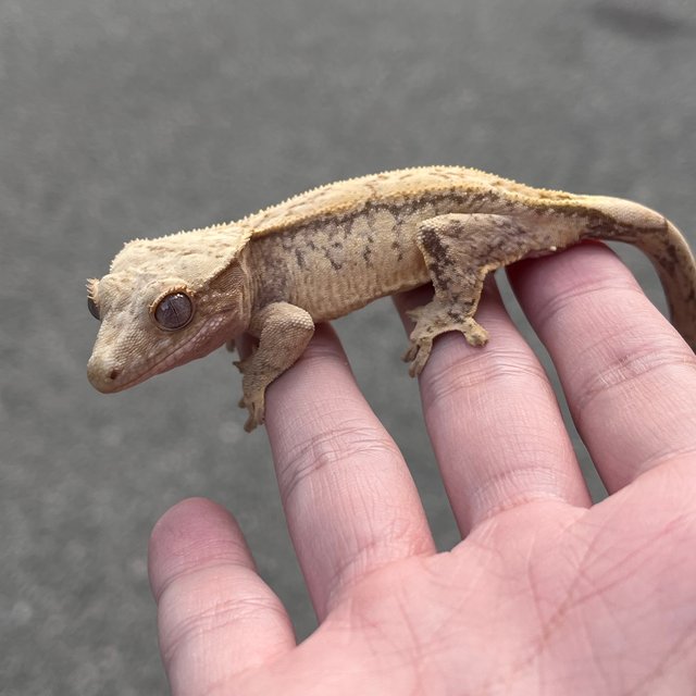 Drippy White Spot 100% Het Axanthic